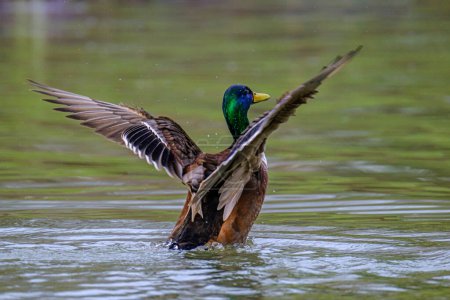 Foto de Male Mallard duck stretching wings in lake in Bad Pyrmont Germany. - Imagen libre de derechos