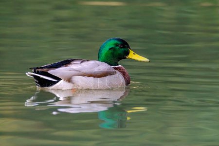 Foto de Male mallard duck, portrait of a duck with reflection in clean lake water in Germany. - Imagen libre de derechos