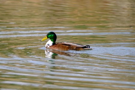 Foto de Male mallard duck, portrait of a duck with reflection in clean lake water in Bad Pyrmont, Germany. - Imagen libre de derechos
