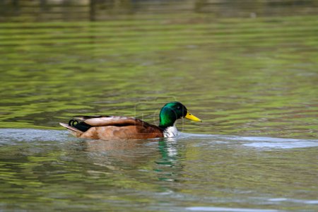 Foto de Pato mallardo macho, retrato de un pato con reflejo en agua limpia del lago. - Imagen libre de derechos