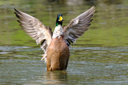 Foto de Male mallard duck with spreaded wings on the lake in Bad Pyrmont, Germany. - Imagen libre de derechos