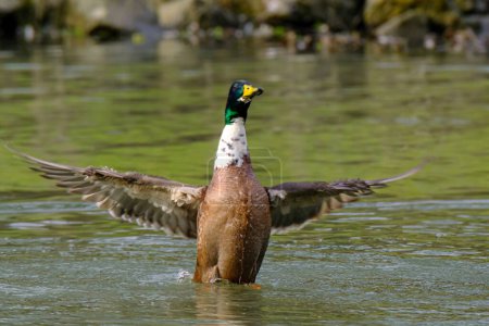 Foto de Male mallard duck with spreaded wings on the lake in Bad Pyrmont, Germany. - Imagen libre de derechos