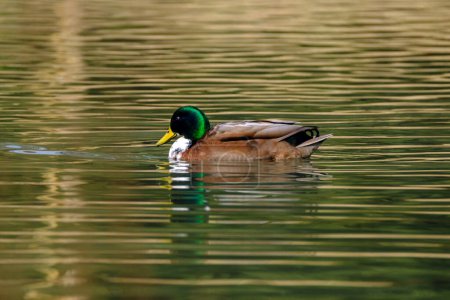 Foto de Pato real macho, retrato de un pato con reflejo en agua limpia del lago en Bad Pyrmont, Alemania. - Imagen libre de derechos