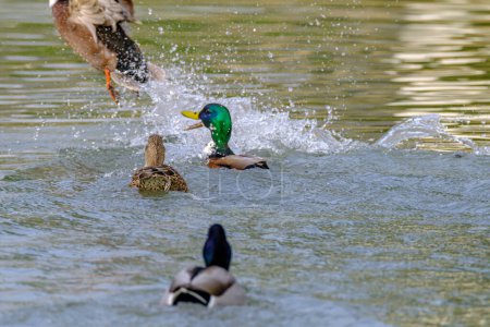 Foto de Mallard Ducks playing or fighting in the water in Bad Pyrmont, Germany. - Imagen libre de derechos