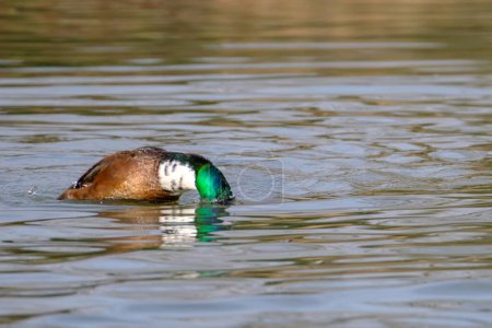 Foto de Pato mallardo macho de buceo, retrato de un pato con reflejo en agua limpia del lago en Bad Pyrmont, Alemania. - Imagen libre de derechos