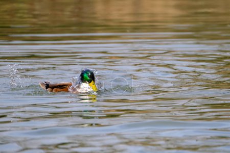 Foto de Male mallard bathing duck, portrait of a duck with reflection in clean lake water. - Imagen libre de derechos