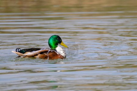 Foto de Male mallard duck, portrait of a duck with reflection in clean lake water in Bad Pyrmont, Germany. - Imagen libre de derechos