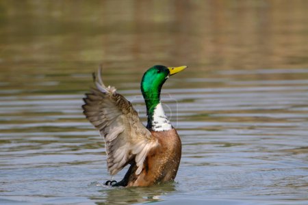 Foto de Male Mallard duck stretching wings in lake in Bad Pyrmont Germany. - Imagen libre de derechos