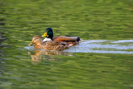 Foto de Couple of mallard ducks on the lake with beautiful reflections in the water in Bad Pyrmont, Germany. - Imagen libre de derechos