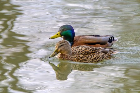 Foto de Couple of mallard ducks on the lake with beautiful reflections in the water in Bad Pyrmont, Germany. - Imagen libre de derechos
