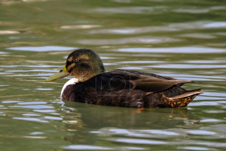 Foto de American black duck in a water with beautiful reflections in Bad Pyrmont, Germany. - Imagen libre de derechos