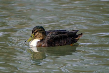 Foto de American black duck in a water with beautiful reflections. - Imagen libre de derechos