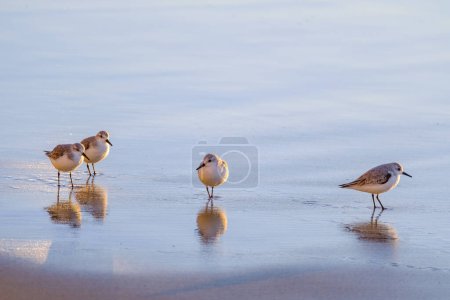 Foto de Calidris alpina birds walk in shallow water looking for food on the Canary Island Gran Canaria, España. - Imagen libre de derechos