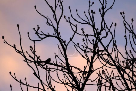 Foto de Silouhette de las ramas de un árbol y un pájaro sentado en él, durante la salida del sol, con hermoso cielo azul rosado en el fondo. - Imagen libre de derechos