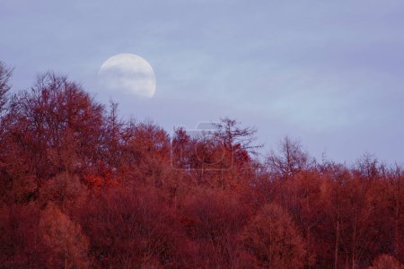 Photo for Landscape with forest at sunset and very big full Moon in Bad Pyrmont, Germany. - Royalty Free Image