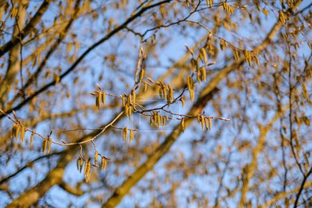 Photo for Hornbeam or carpinus betulus spring catkins with blue sky on background , hornbeam blossoming catkins provocative allergy - Royalty Free Image