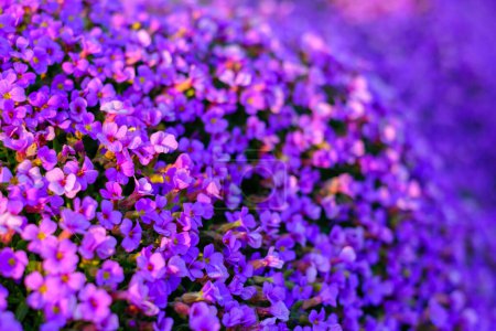 Foto de Aubrieta (Aubrieta), floración, Baja Sajonia, Alemania. - Imagen libre de derechos