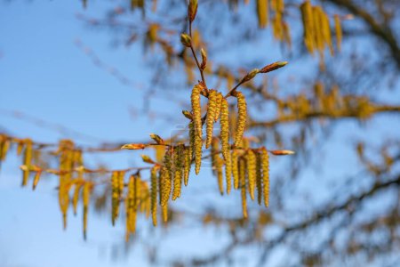 Photo for Hornbeam or carpinus betulus spring catkins with blue sky on background , hornbeam blossoming catkins provocative allergy. - Royalty Free Image