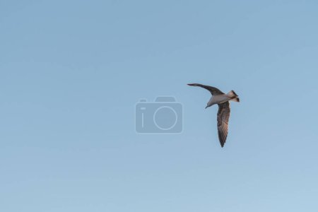 Foto de Hermoso fondo con aves voladoras y nubes en el cielo - Imagen libre de derechos