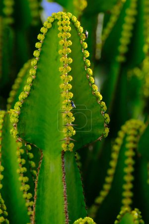 Foto de Euphorbia canariensis planta de primer plano, planta típica en las Islas Canarias. - Imagen libre de derechos