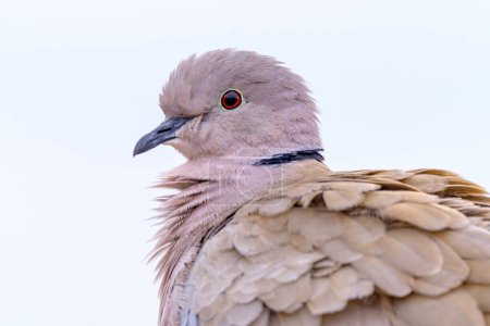 Foto de Retrato de una hermosa paloma blanca, también llamada paloma de cuello euroasiática o paloma de cuello anular (Streptopelia capicola), sobre fondo blanco en Fuerteventura, España - Imagen libre de derechos