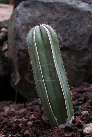 Photo for Lophocereus marginatus cactus on Fuerteventura, a succulent in the Canary Islands. - Royalty Free Image
