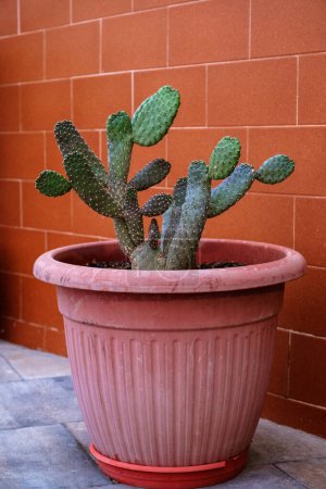 Photo for A large cactus in a pot as a decoration against the wall of the house, a succulent in the Canary Islands. - Royalty Free Image