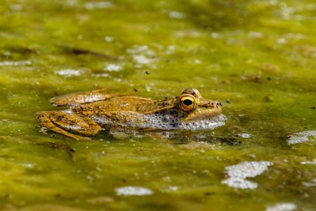 Großer grüner Frosch in einem Teich im Wasser mit grünen Pflanzen im Cactualdea Park auf Gran Canaria Spanien.