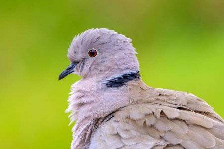 Photo for Portrait of a beautiful white dove, also called Eurasian collared dove or ring-necked dove (Streptopelia capicola),  the Cape turtle dove or half-collared dove on green blurred background on Fuerteventura, Spain - fauna of Canary Islands. - Royalty Free Image