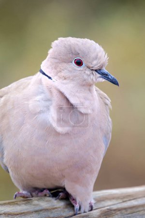 Photo for Portrait of a beautiful white dove, also called Eurasian collared dove or ring-necked dove (Streptopelia capicola),  the Cape turtle dove or half-collared dove on green blurred background on Fuerteventura, Spain - fauna of Canary Islands - Royalty Free Image