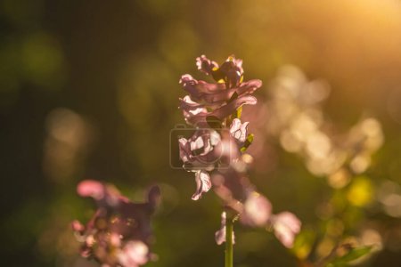 Foto de Primer plano de la flor de cava corydalis en primavera, enfoque selectivo. - Imagen libre de derechos