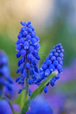 Foto de Flores de muscari azul tierno en Bad Pyrmont, Alemania, primer plano. - Imagen libre de derechos