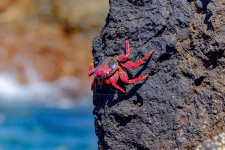 Foto de Cangrejo rojo en el acantilado cerca del océano en las Islas Canarias. - Imagen libre de derechos