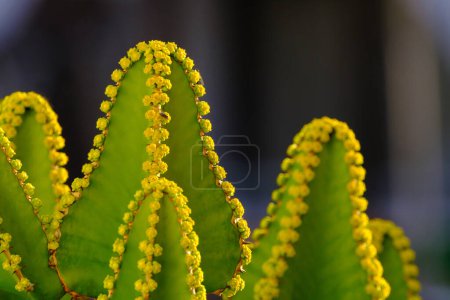 Foto de Euphorbia canariensis planta de primer plano, planta típica en las Islas Canarias. - Imagen libre de derechos