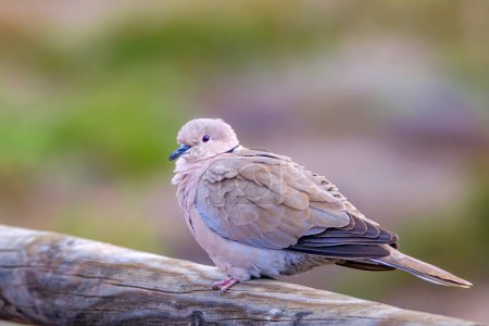 Photo for Portrait of a beautiful white dove, Eurasian collared dove or ring-necked dove (Streptopelia capicola) or half-collared dove on green blurred background. - Royalty Free Image
