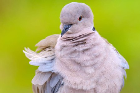 Photo for Portrait of a beautiful white dove, Eurasian collared dove or ring-necked dove (Streptopelia capicola) or half-collared dove on green blurred background. - Royalty Free Image