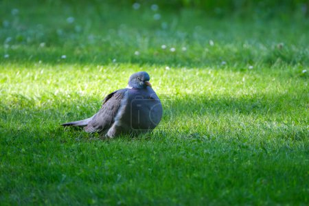 Foto de Paloma gris grande, paloma, sobre hierba verde en un parque. - Imagen libre de derechos