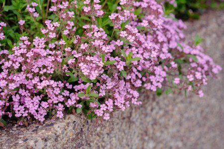 Steinkraut-Blüten, Saponaria ocymoides, können als natürlicher Hintergrund für rosa Blüten und grüne Blätter verwendet werden.