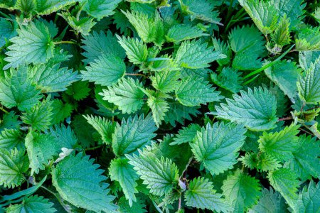 Photo for Fresh green nettle, medicinal plant. - Royalty Free Image