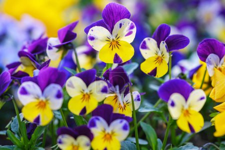 Foto de Heartsease o viola tricolor en el jardín en Bad Pyrmont, Alemania, primer plano. - Imagen libre de derechos