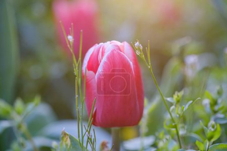 Foto de Hermoso tulipán escarlata sobre un fondo borroso, primer plano de una flor de tulipán rojo con enfoque selectivo, hermoso fondo floral. - Imagen libre de derechos