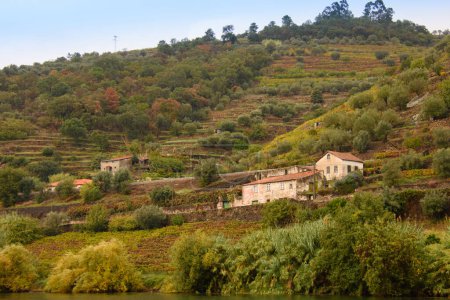 Téléchargez les photos : Landscape view of the beautiful douro river valley near Pinhao in Portugal - en image libre de droit