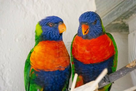 Téléchargez les photos : Gros plan de deux perroquets - en image libre de droit
