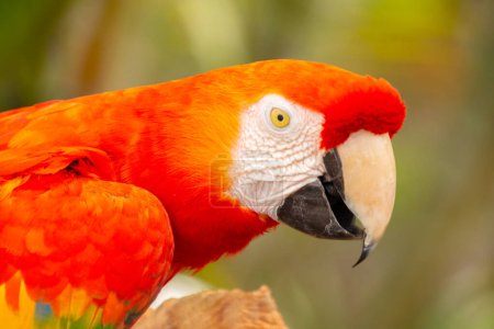 Photo for Close up of a parrot - Royalty Free Image