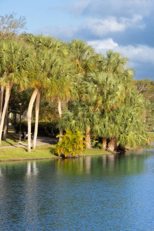 Téléchargez les photos : Belle vue sur les palmiers et le lac à Pembroke Park, Broward County, Floride, États-Unis - en image libre de droit