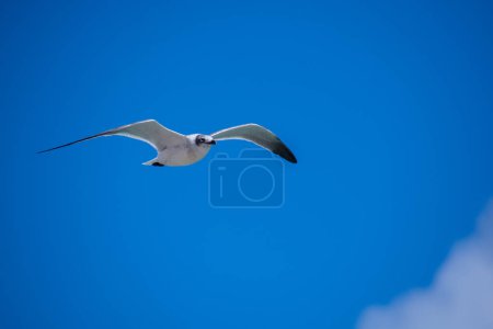 Téléchargez les photos : Mouette volant dans le ciel - en image libre de droit