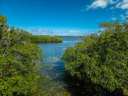 Téléchargez les photos : Rive de rivière avec végétation luxuriante, Key West, États-Unis - en image libre de droit