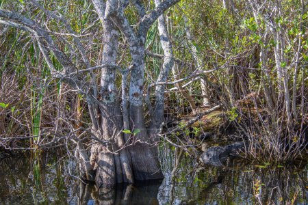 Téléchargez les photos : Belle vue sur le marais - en image libre de droit