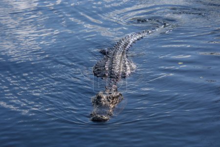Foto de Un primer plano de un cocodrilo en el agua - Imagen libre de derechos