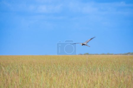 Téléchargez les photos : Oiseau volant dans le ciel au-dessus du champ - en image libre de droit